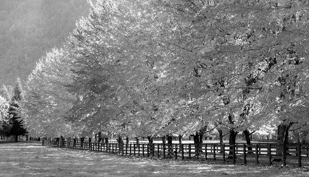 USA-Washington State-North Bend fence and tree lined driveway in fall colors
